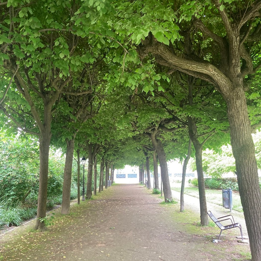 Jardin de la Cour d'Honneur / Roseraie 3